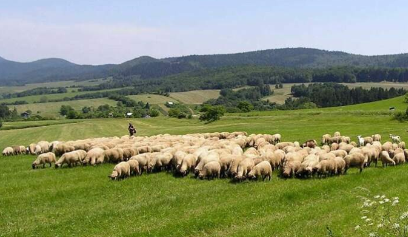 Kosovo Bans Import of Sheep and Goats from Albania Due to Disease Outbreak