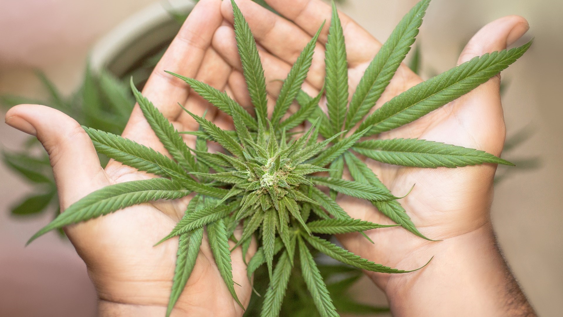 Malta, parlamenti voton legalizimin e përdorimit vetjak të kanabisit