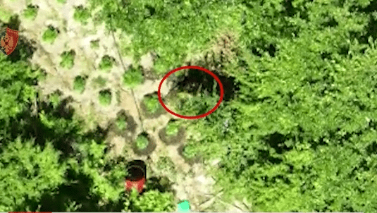 Droni i policisë kap 45-vjeçarin duke vaditur kanabisin në Krujë