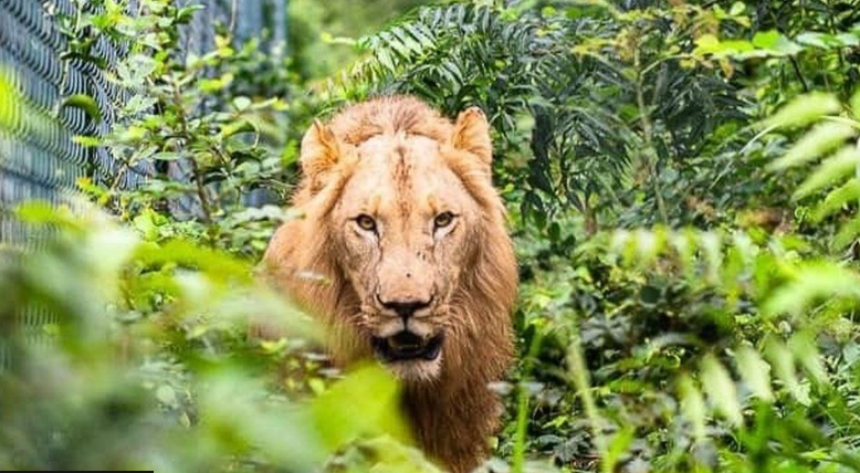 Luanët sulmojnë për vdekje një burrë në kopshtin zoologjik