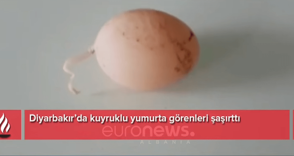 Turqi, pulat po bëjnë vezë me bisht