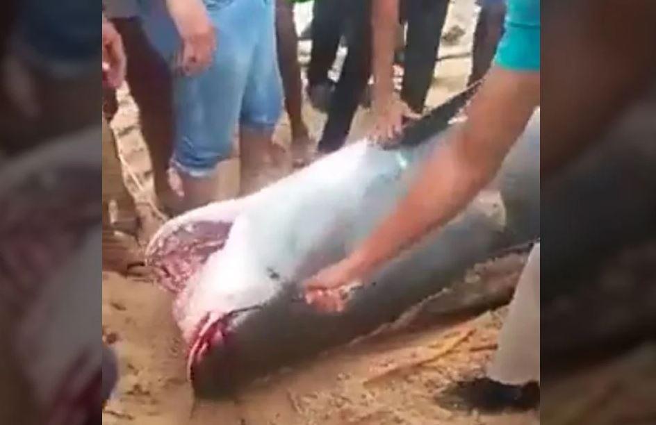 VIDEO| Gjenden brenda trupit të peshkaqenit koka dhe eshtrat e 23-vjeçarit në Egjipt