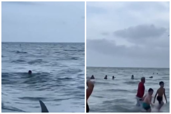 VIDEO| Peshkaqeni noton mes njerëzve në plazhin e Floridas, shtangen pushuesit