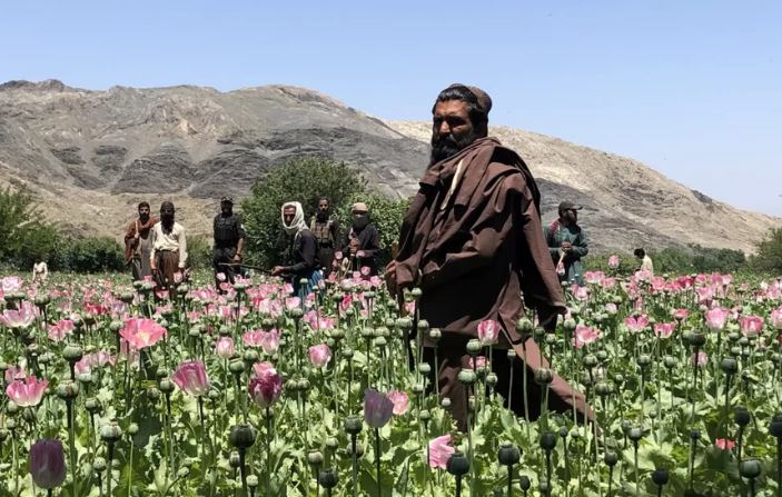 Bie prodhimi i opiumit në Afganistan, 95% më pak që nga rikthimi i talebanëve