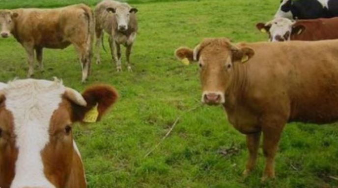 Rezistenca nga antibiotikët, kreu i urdhrit të mjekut veteriner: Problem global