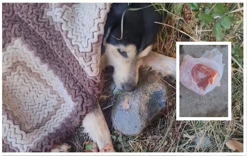Helmohen qentë endacakë në qytetin e Korçës