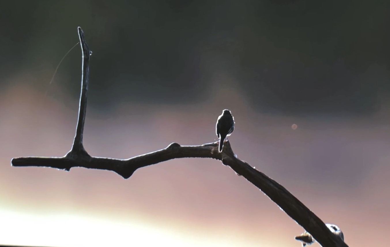 Të afrohesh me natyrën| Ekspozita e fotografit Vincent Munier magjeps vizitorët