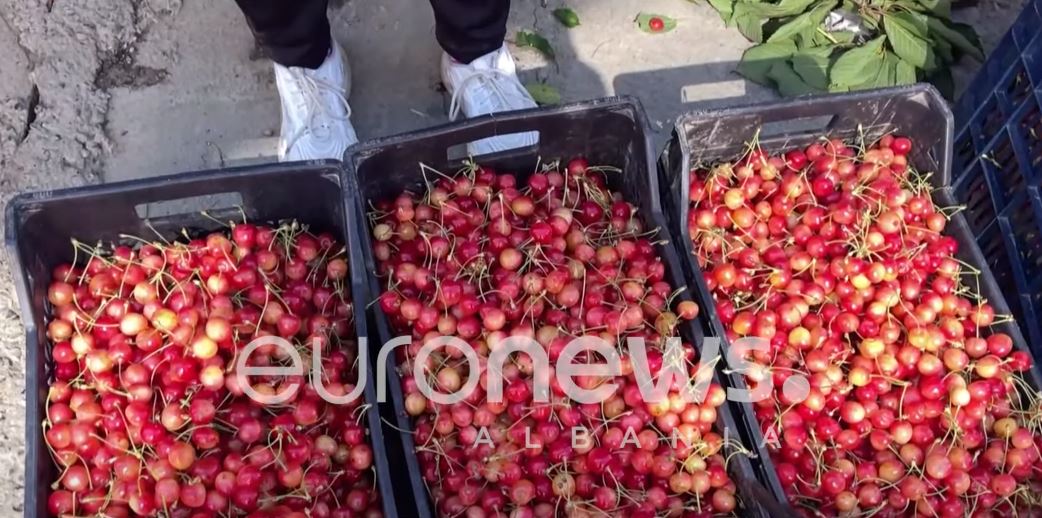 Bie çmimi i qershisë në Godolesh, shqetësim dhe mungesa e punëtorëve