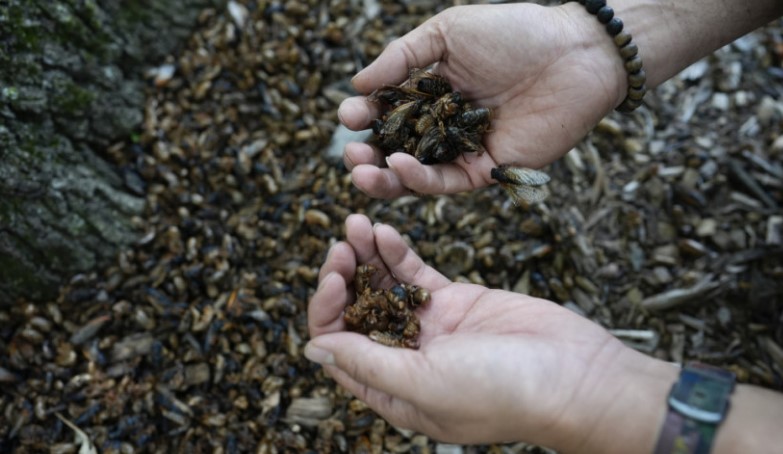 Singapori miraton konsumimin e 16 llojeve të insekteve, duke përfshirë karkaleca