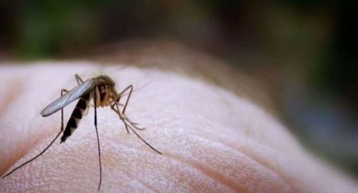 Konfirmohet një rast me “Ethet e Nilit” në Lushnjë, niset për trajtim drejt Greqisë