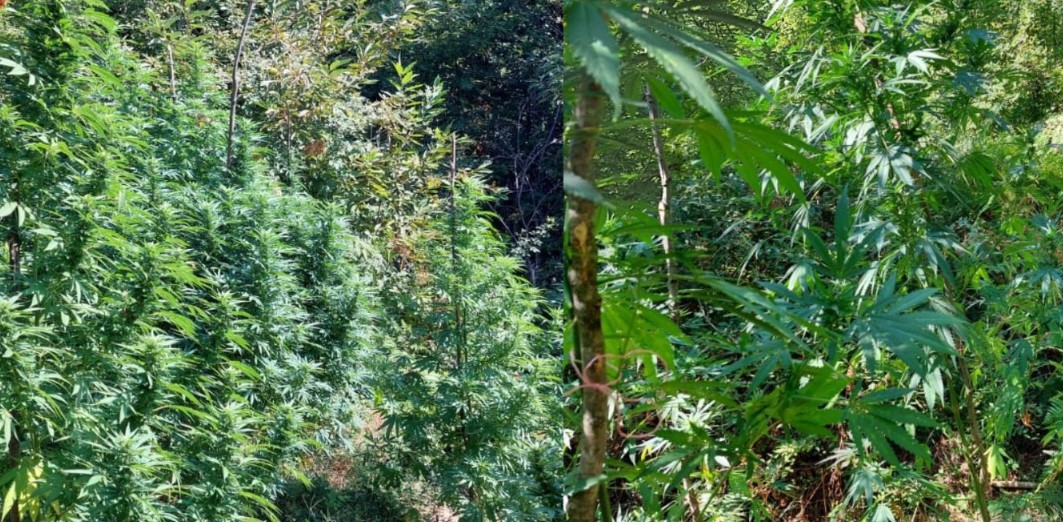 Shkodër| Operacioni “Territor i pastër”, asgjësohen 2449 bimë cannabis