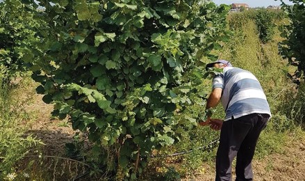 Gjirokastër| Fermerët e lajthisë kërkojnë mbështetje nga shteti: S’ka fuqi punëtore
