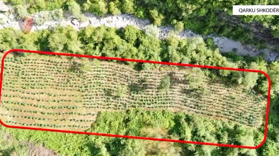  Koordinata   gjendet mbi 12 mijë rrënjë kanabis në Shkodër  disa të proceduar