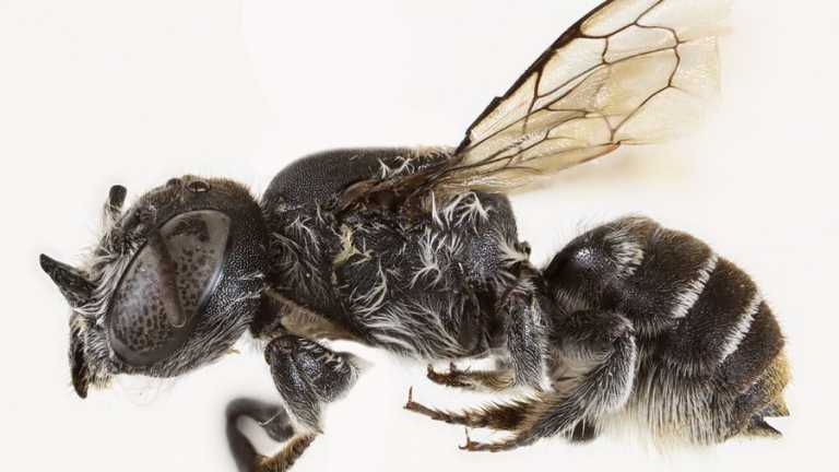 “Lucifer”, zbulohet një specie e re blete në Australi