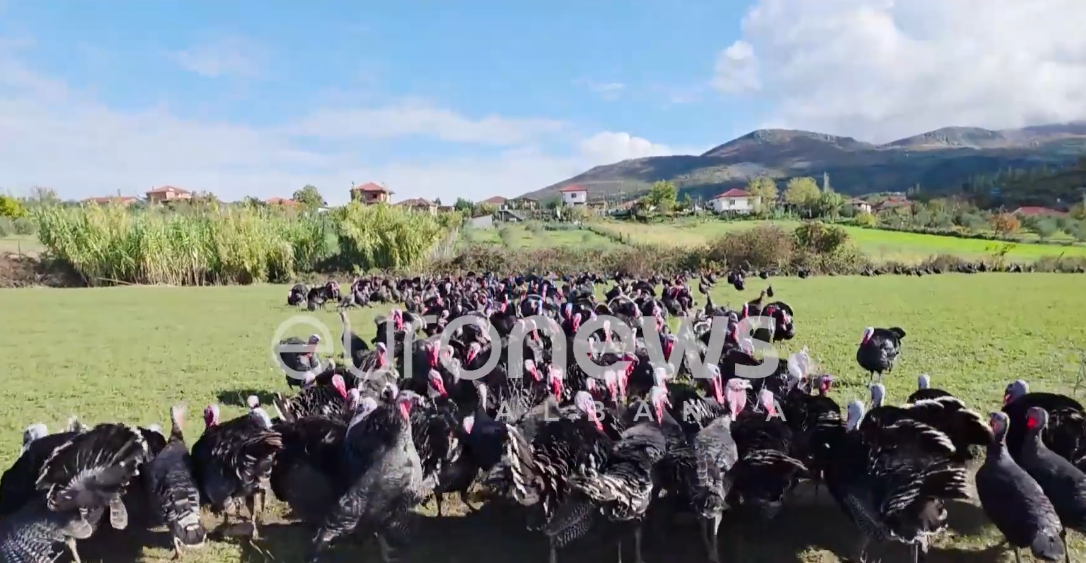 Gjeli i detit i Peqinit rritet me ullinj  fermerët  Më shumë shpenzojnë sesa fitojnë