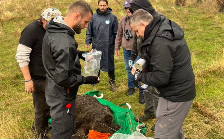 FOTO  Ariu i murrmë shpëtohet nga kurthi në Trebinjë  AKZM  Është në gjendje të mirë