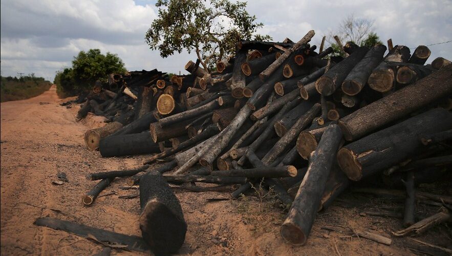 Krimet mjedisore në Shqipëri  mungon ndëshkimi për shkatërruesit e natyrës