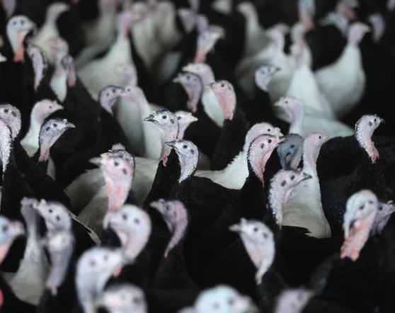 Përhapja e gripit të shpendëve  Anglia furnizohet me gjela deti nga Evropa