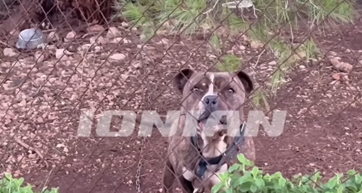 VIDEO  Pit bulli sulmoi të voglin  dëshmia babait  Djali më buzëqeshi e mbylli sytë