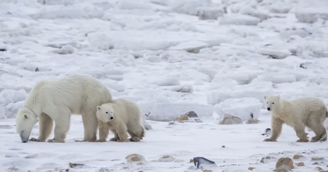 Fenomen i rrallë  Ariu polar adopton një këlysh