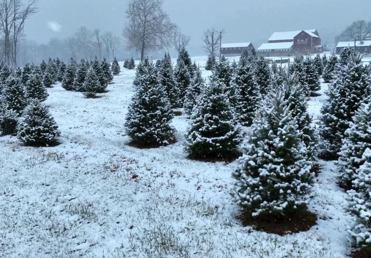 Dronët dhe AI ndryshojnë mënyrën e rritjes së pemëve të Krishtlindjeve
