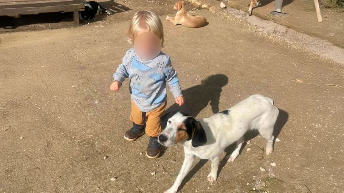 U sulmua për vdekje nga pitbulli  i jepet nesër lamtumira e fundit fëmijës shqiptar