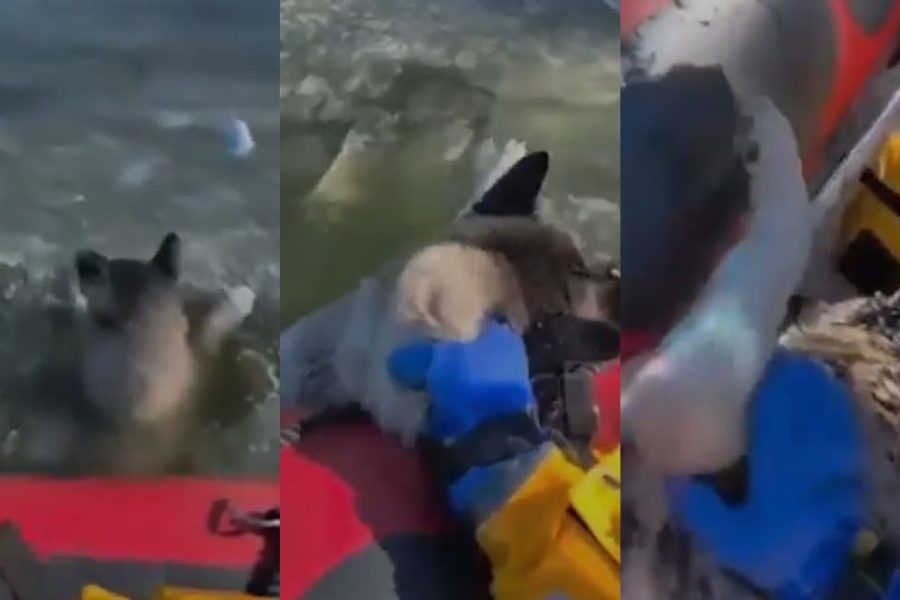 VIDEO/ Zjarrfikësit shpëtojnë qenin në SHBA, kishte rënë në liqenin e ngrirë