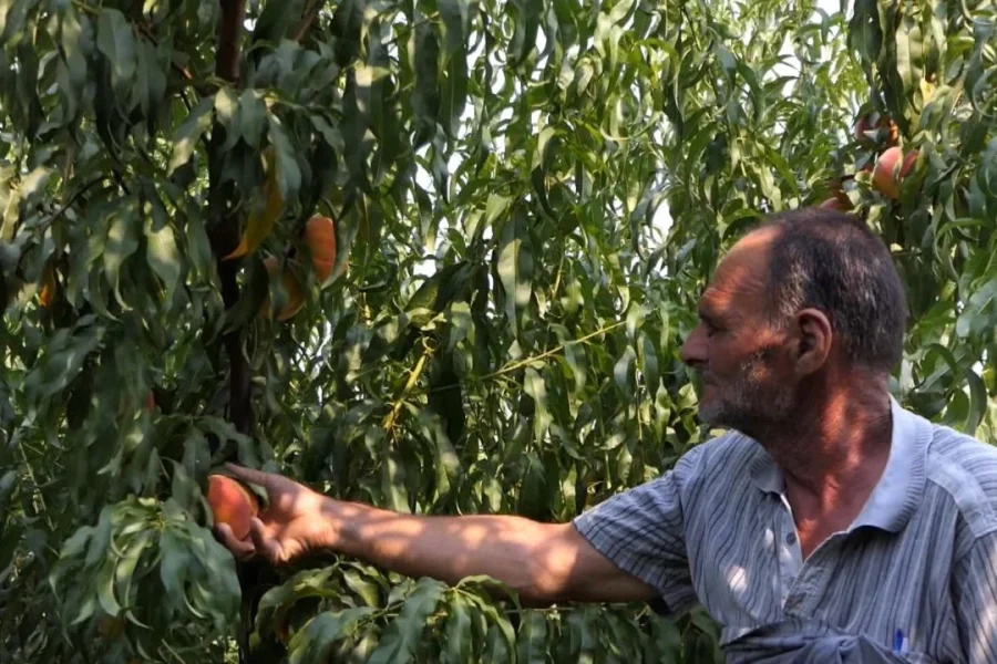 Fermerët e Muriqanit drejt falimentimit pas përmbytjeve dhe ngricave në Elbasan