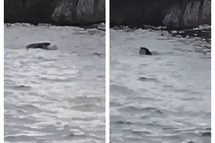 VIDEO/ Foka e Mesdheut shfaqet në Parkun Detar Karaburun-Sazan