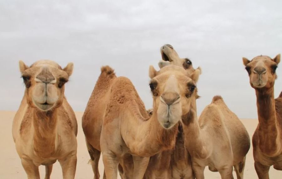 Arabia Saudite lëshon pasaporta për devetë