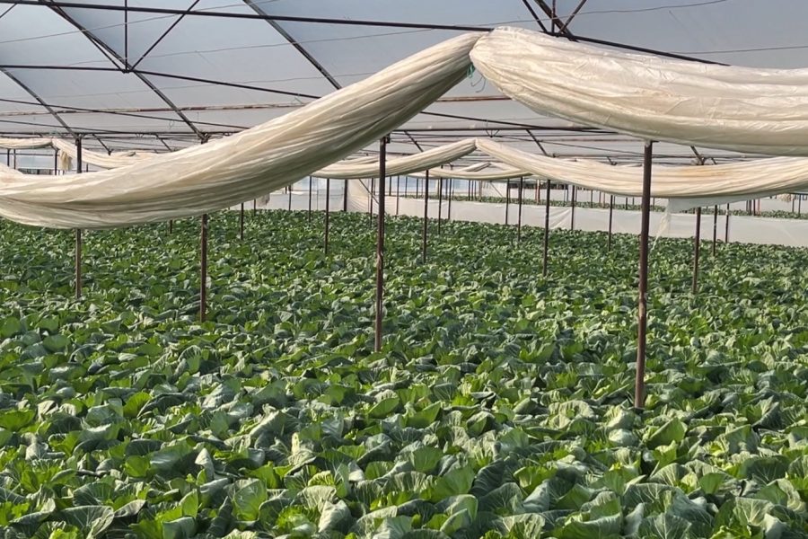 Çmimi i ulët kërcënon prodhimin, fermerët në Elbasan nuk mbulojnë kostot