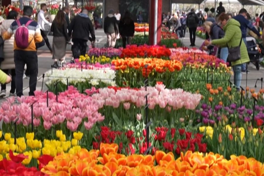 Tregu i luleve varet nga importi, Holanda e Ekuadori sjellin 3.4 mln euro furnizime në vit