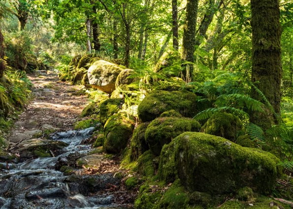 Gjykata e BE-së gjobit Portugalinë me 10 milionë euro: Shkeli ligjet për mbrojtjen e biodiversitetit