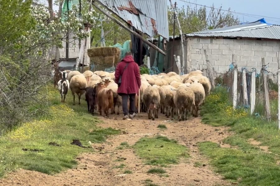 Rënie drastike e blegtorisë në Korçë, shkak kostot e larta të tokës me qira dhe çmimet e ulëta të qumështit
