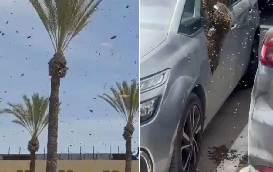 Një tufë e madhe bletësh “pushton” një qytet në Izraelin jugor (VIDEO)