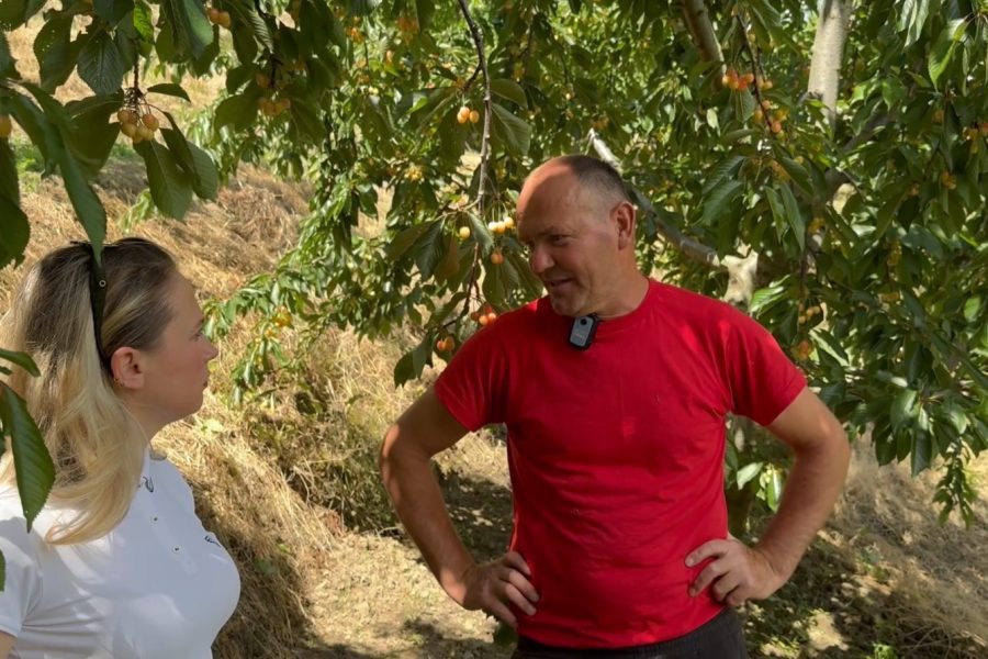 Në Bathës të Elbasanit nis sezoni i qershisë, mes pasigurive për shitjen e prodhimit