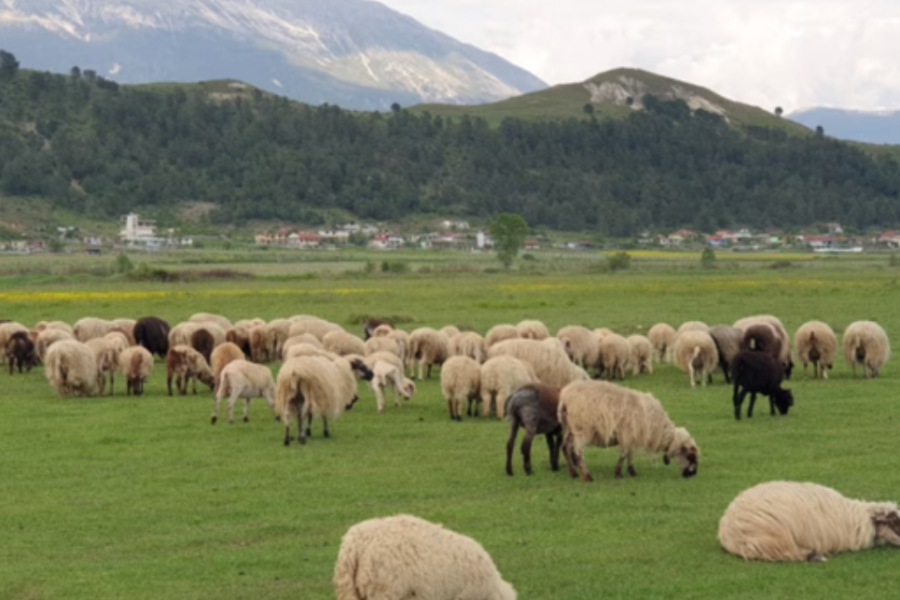 Analizat PCR dalin negative, nuk konfirmohet murtaja e ruminantëve në Kolonjë