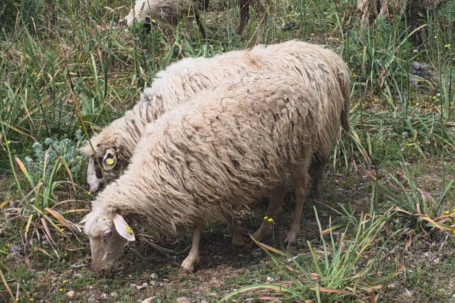 Rikthehet murtaja e bagëtive të imëta në Shkodër, ngordhin dhjetëra krerë