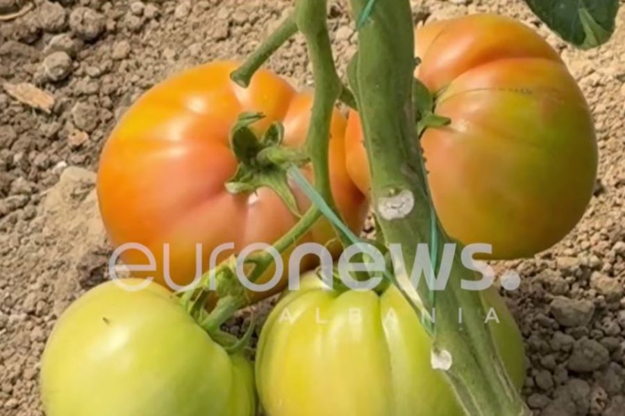 Fermerët në Jagodinë eksperimentojnë me prodhimin biologjik të domates