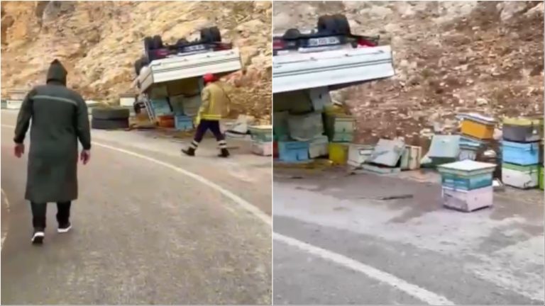 Aksident në Mallakastër, kamioni me koshere del nga rruga dhe përmbyset, bletët shpërndahen në zonë (VIDEO)