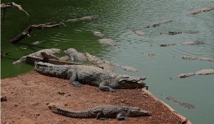 E rëndë në Angli, fëmija 3-vjeçar plagoset pasi përfundoi në kafazin e krokodilëve! Arrestohet një 30-vjeçar