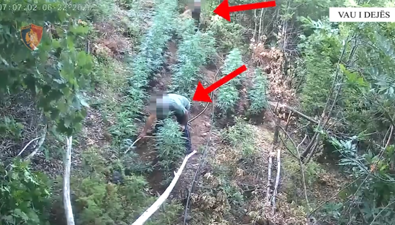 Kultivuan kanabis në Vaun e Dejës, në pranga vëlla e motër. Procedohet kryeplaku dhe një vrojtues pyjesh (VIDEO)