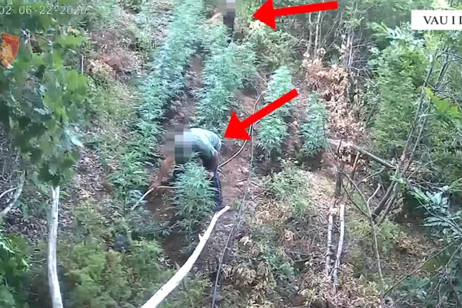 Kultivuan kanabis në Vaun e Dejës, në pranga vëlla e motër. Procedohet kryeplaku dhe një vrojtues pyjesh (VIDEO)