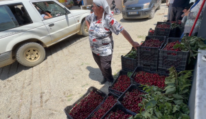 Qershia në Elbasan shitet lirë, fermerët kërkojnë pikë grumbullimi në Godolesh