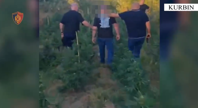 Zbulohen 1820 bimë Cannabis Sativa në Fushë Gjormë, arrestohet 40-vjeçari