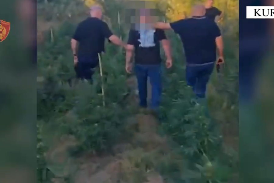 Zbulohen 1820 bimë Cannabis Sativa në Fushë Gjormë, arrestohet 40-vjeçari