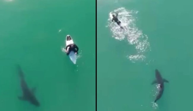 Momente tensioni në Kaliforni, surfisti shpëton paq nga peshkaqeni (VIDEO)