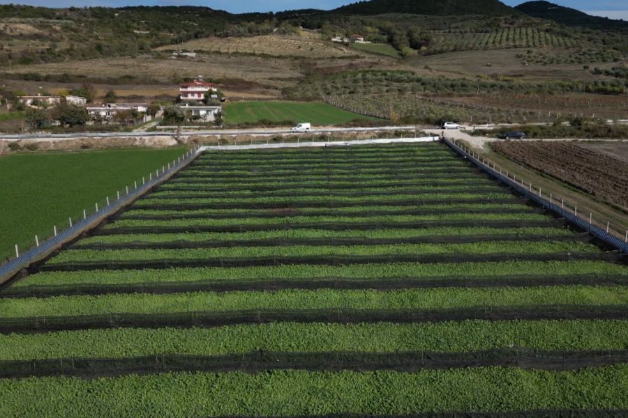 Mbi 32 mijë aplikime për fondet në bujqësi, fermerët afat deri në 26 qershor