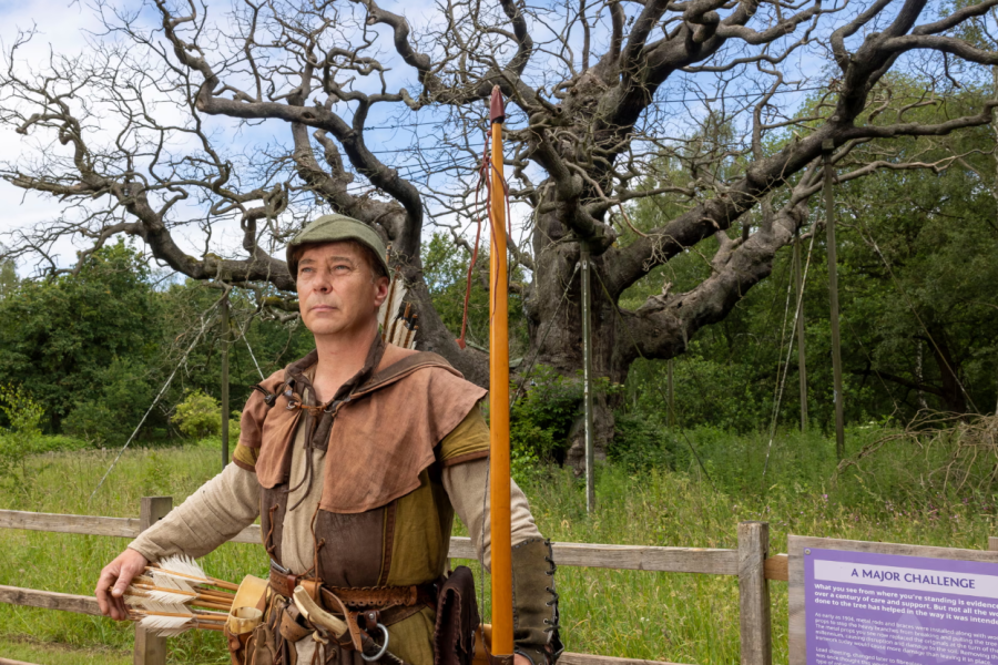 Lisi 1200-vjeçar i Robin Hood thahet në pyllin Sherwood, shkak vizitorët e shumtë dhe temperaturat e larta