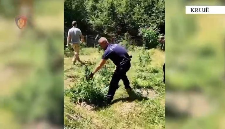 Operacion masiv antidrogë në Krujë, gjenden fidanë dhe bimë narkotike (VIDEO)
